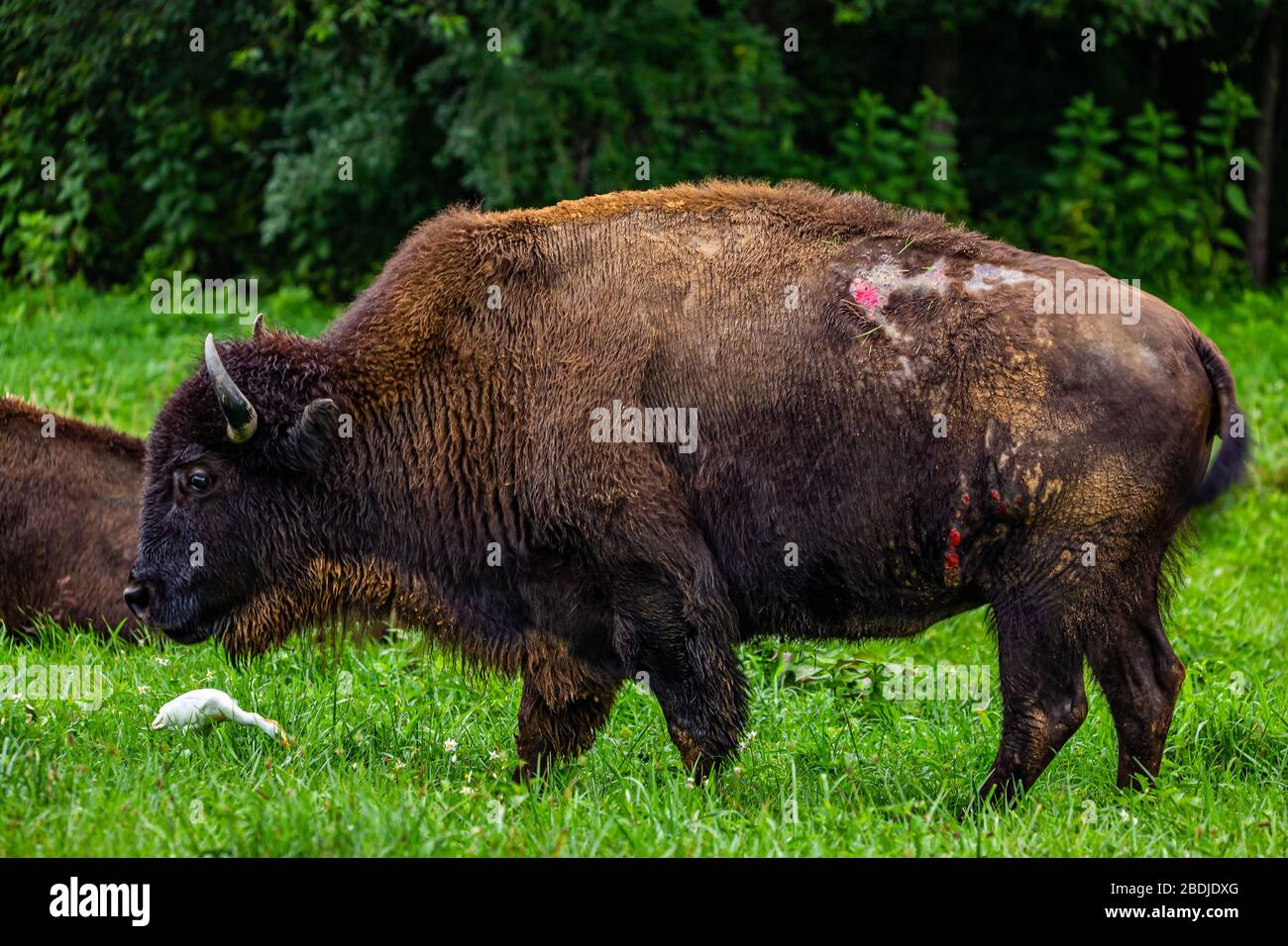 Membre d'un troupeau géré de Bison dans les Prairies Elk et Bison à la terre entre la zone de loisirs nationale des lacs du Kentucky. Banque D'Images