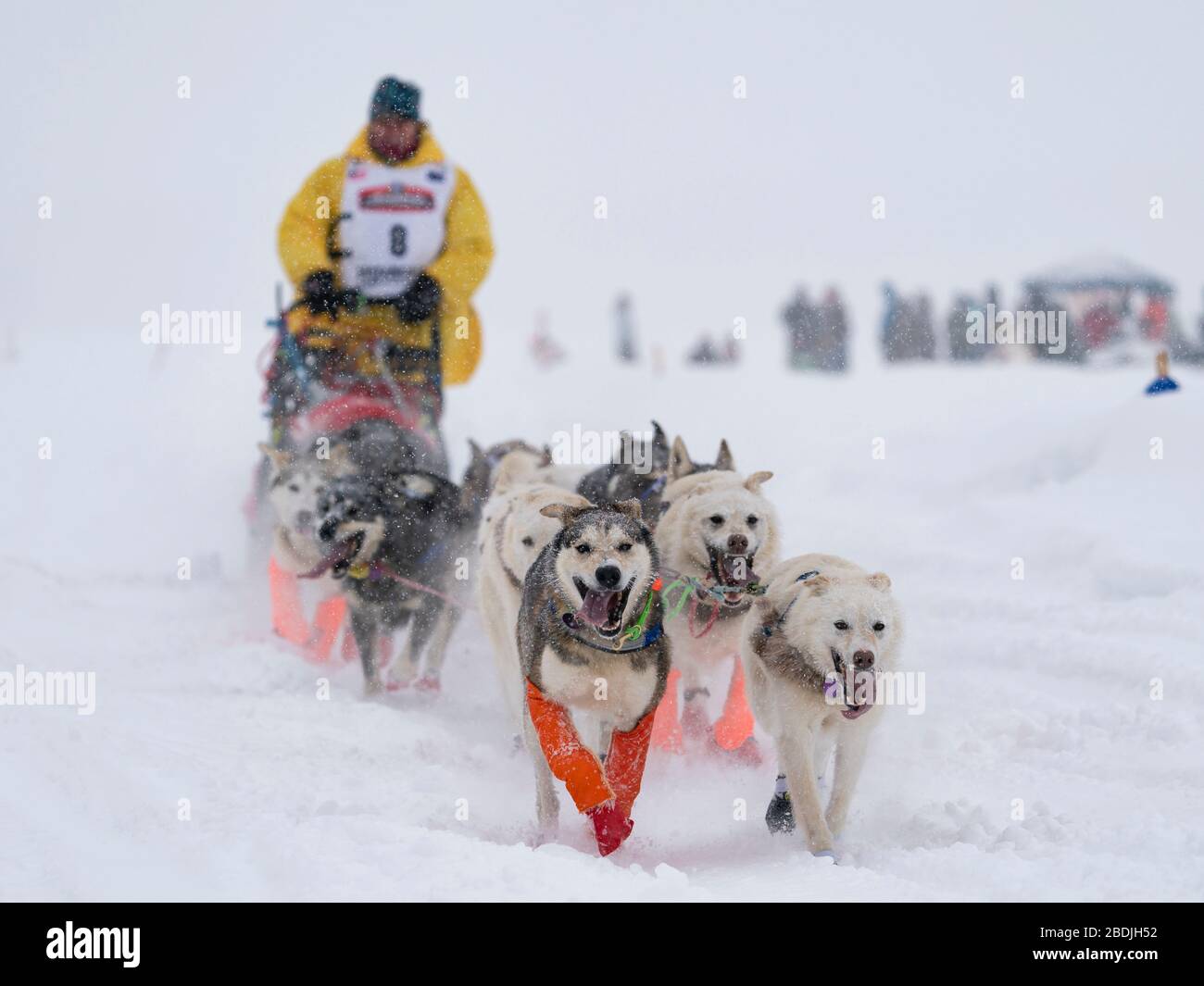 Musher Linwood Fiedler en compétition dans la 48ème course de chiens de traîneau Iditarod Trail dans le centre-sud de l'Alaska. Banque D'Images