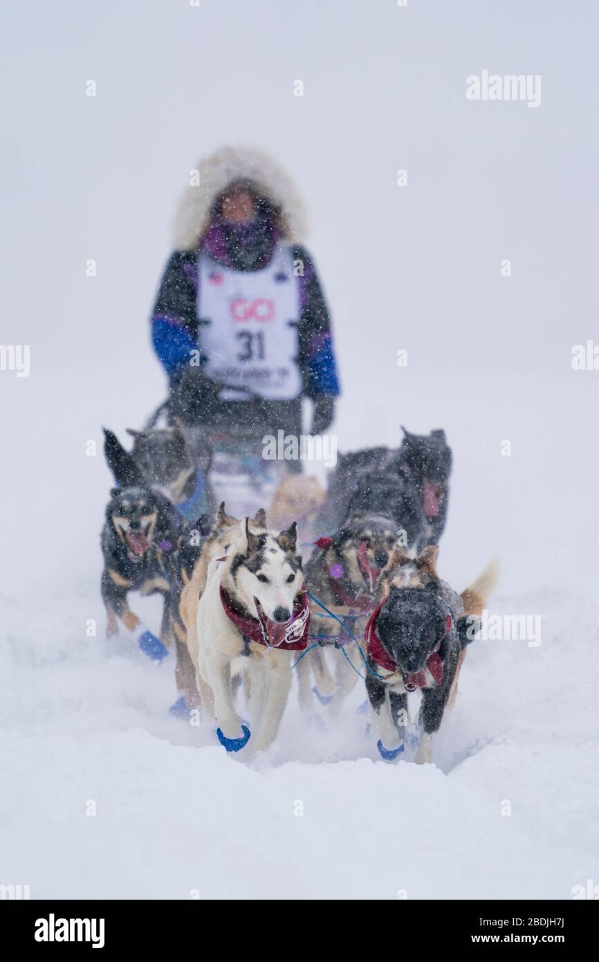 Musher Jessie Royer en compétition dans la 48ème course de chiens de traîneau à sentier Iditarod dans le centre-sud de l'Alaska. Banque D'Images