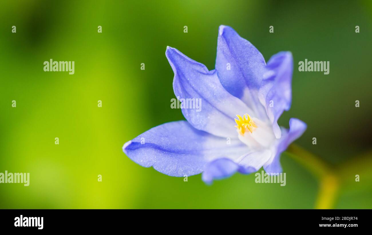 Une macro-photo d'une fleur de phieion bleu. Banque D'Images