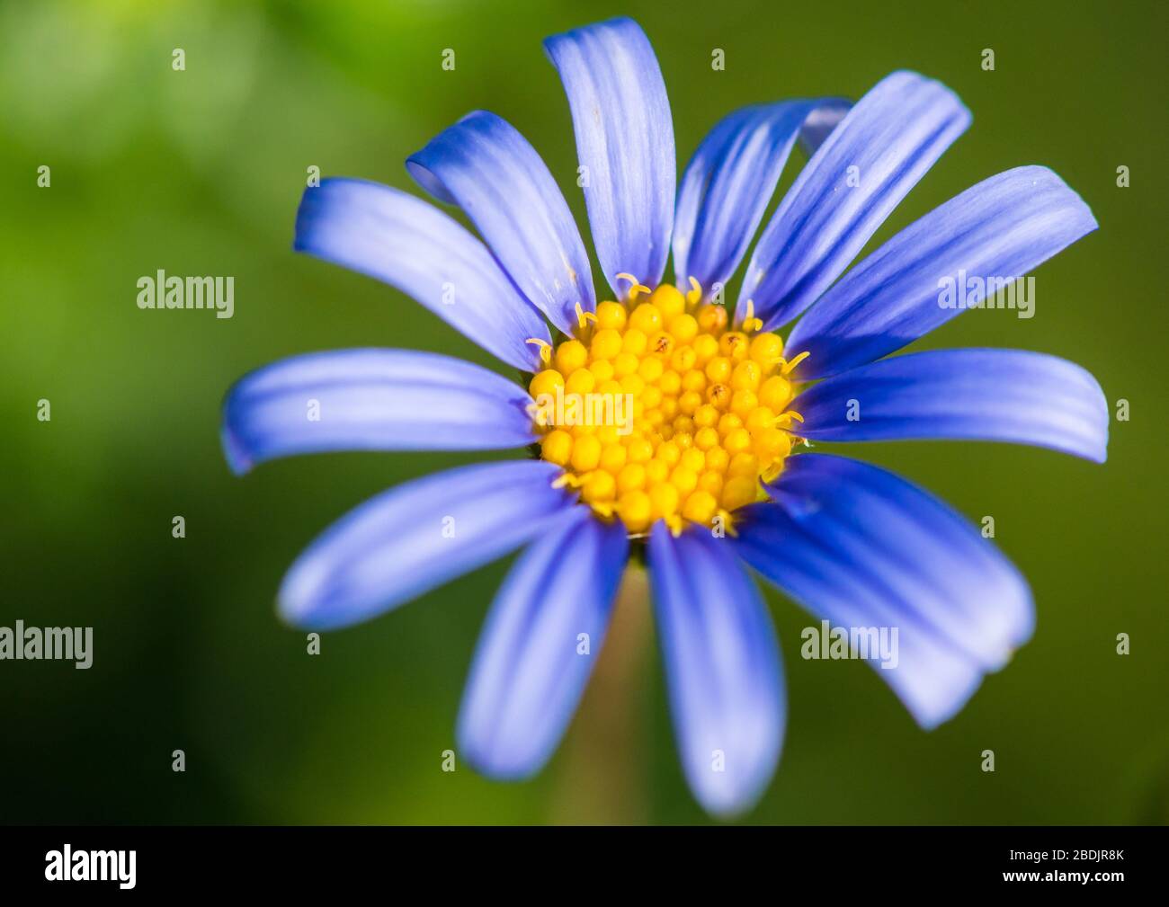 Une macro-photo d'une fleur bleue de felicia. Banque D'Images