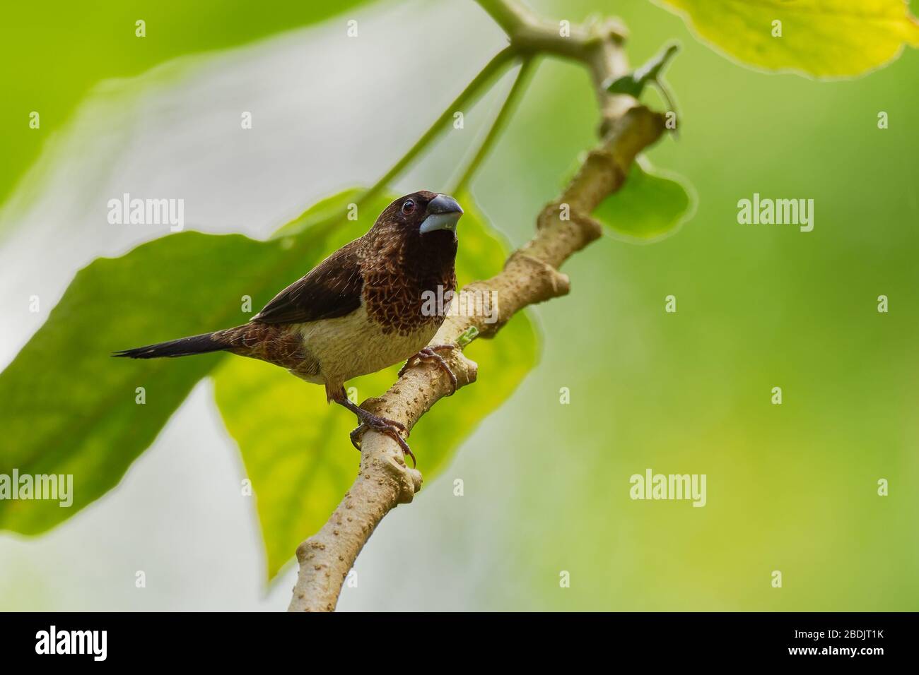 Munia ou Mannikin à la rumpe blanche - Lonchura striata ou mannikin à la rumpe blanche, également appelé finch strié en aviculture, petit oiseau de passerine de la fa Banque D'Images
