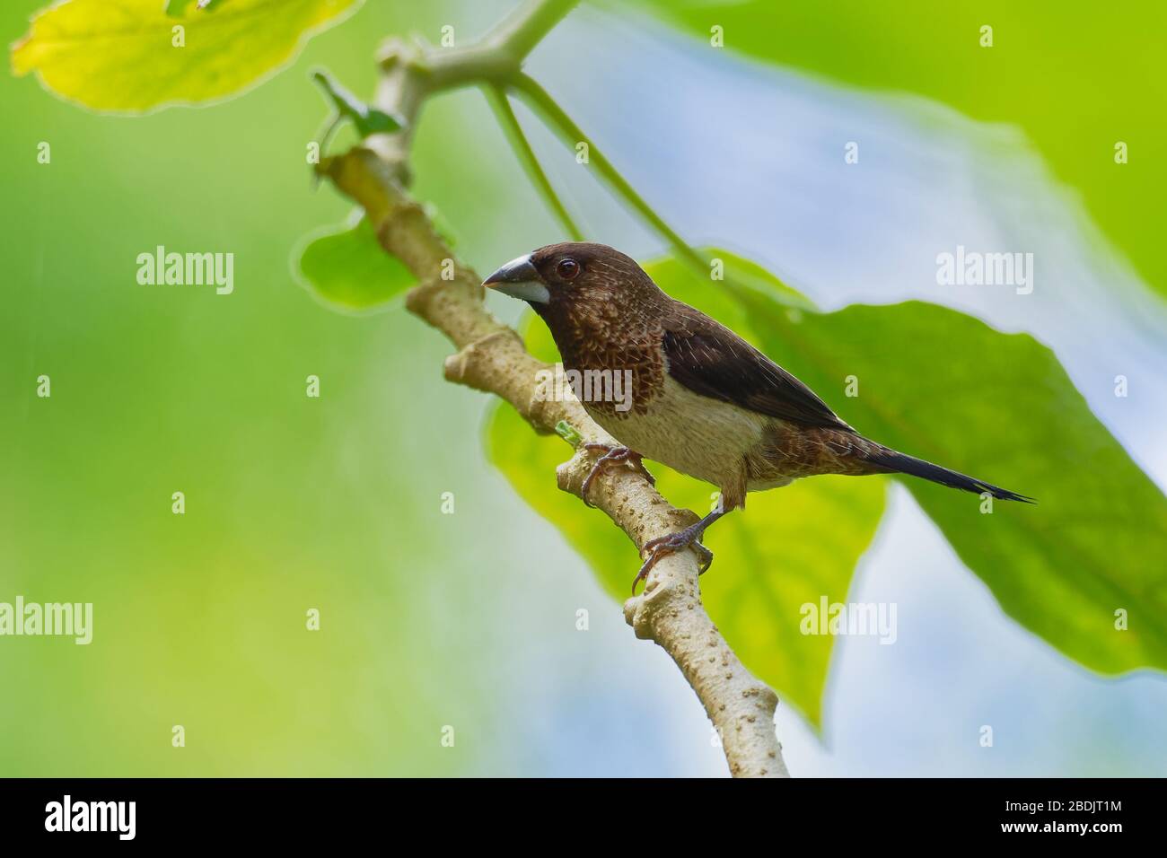 Munia ou Mannikin à la rumpe blanche - Lonchura striata ou mannikin à la rumpe blanche, également appelé finch strié en aviculture, petit oiseau de passerine de la fa Banque D'Images