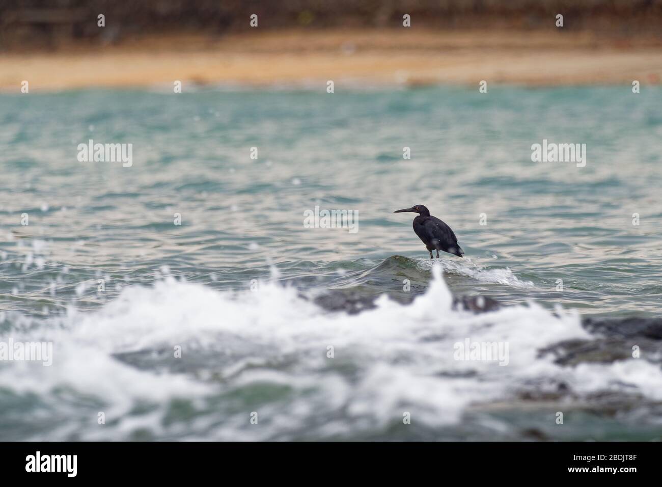 Pacific Reef-egret - Egretta sacra connu sous le nom de héron de récif oriental ou d'aigrette de récif oriental, espèces de héron trouvées dans tout le sud de l'Asie et de l'Océanie, Banque D'Images