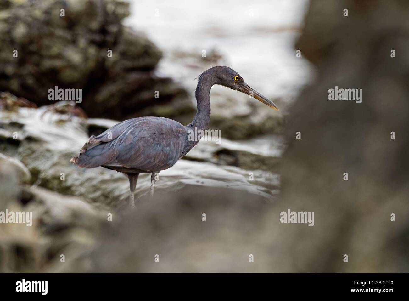 Pacific Reef-egret - Egretta sacra connu sous le nom de héron de récif oriental ou d'aigrette de récif oriental, espèces de héron trouvées dans tout le sud de l'Asie et de l'Océanie, Banque D'Images