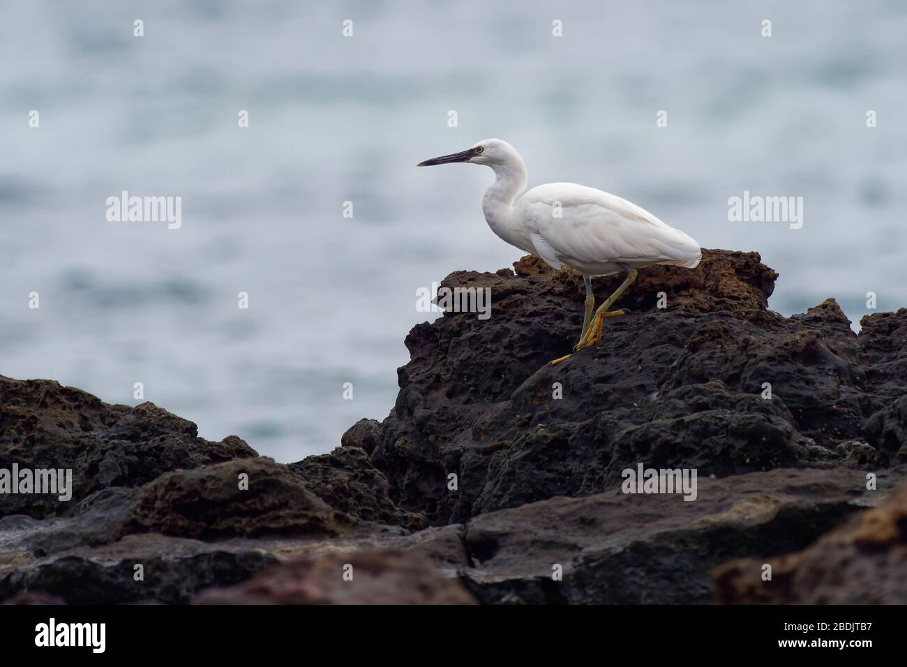Pacific Reef-egret - Egretta sacra connu sous le nom de héron de récif oriental ou d'aigrette de récif oriental, espèces de héron trouvées dans tout le sud de l'Asie et de l'Océanie, Banque D'Images