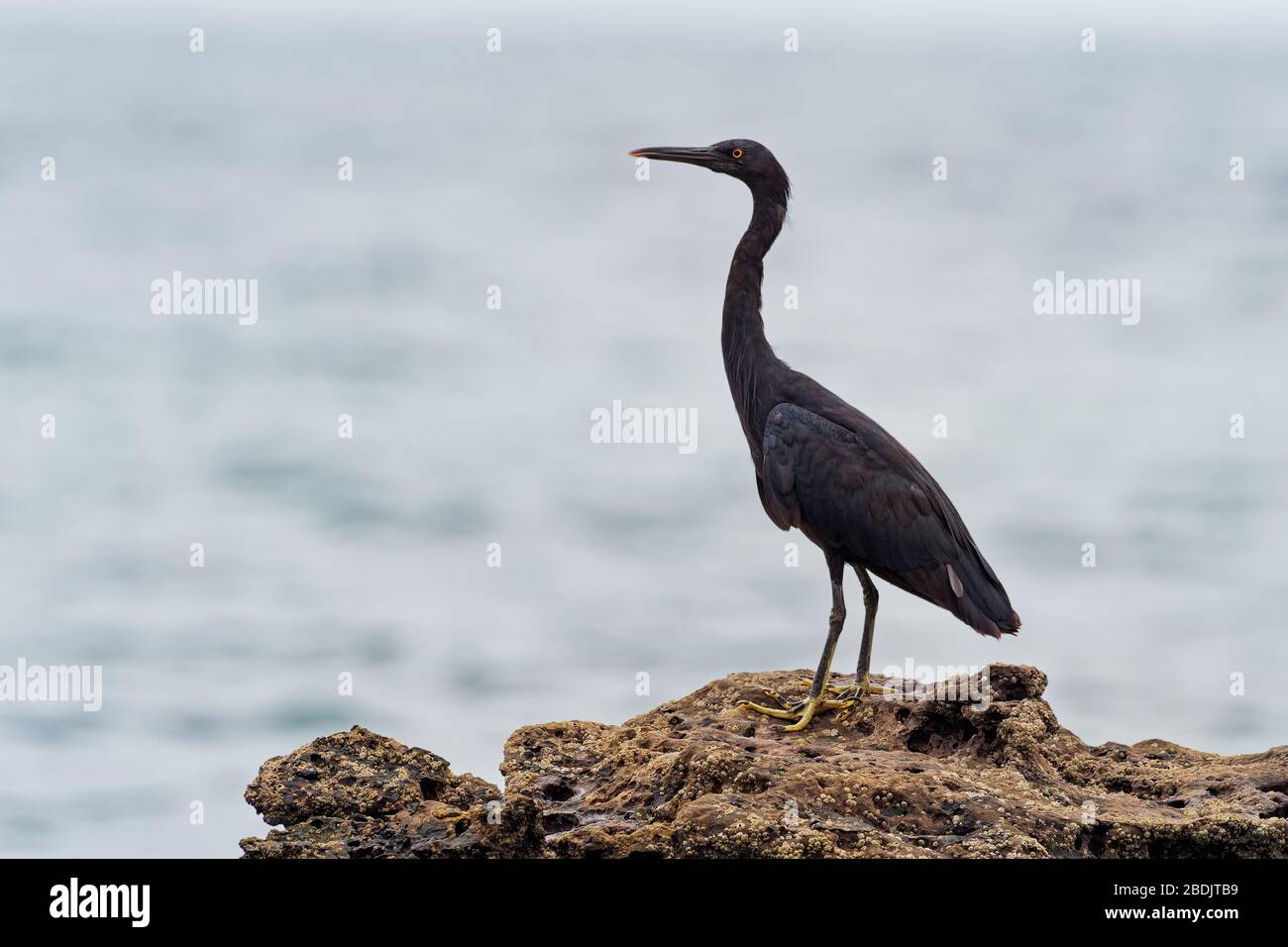 Pacific Reef-egret - Egretta sacra connu sous le nom de héron de récif oriental ou d'aigrette de récif oriental, espèces de héron trouvées dans tout le sud de l'Asie et de l'Océanie, Banque D'Images