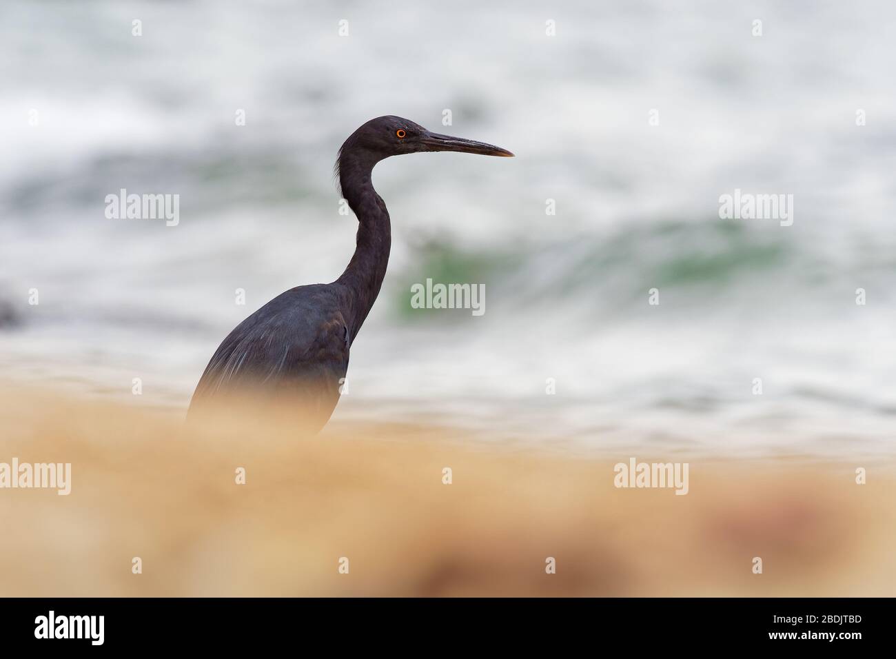 Pacific Reef-egret - Egretta sacra connu sous le nom de héron de récif oriental ou d'aigrette de récif oriental, espèces de héron trouvées dans tout le sud de l'Asie et de l'Océanie, Banque D'Images