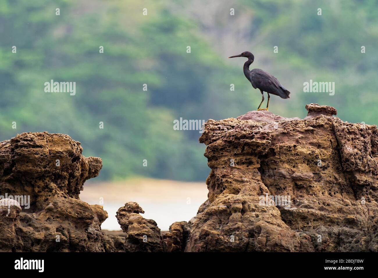 Pacific Reef-egret - Egretta sacra connu sous le nom de héron de récif oriental ou d'aigrette de récif oriental, espèces de héron trouvées dans tout le sud de l'Asie et de l'Océanie, Banque D'Images
