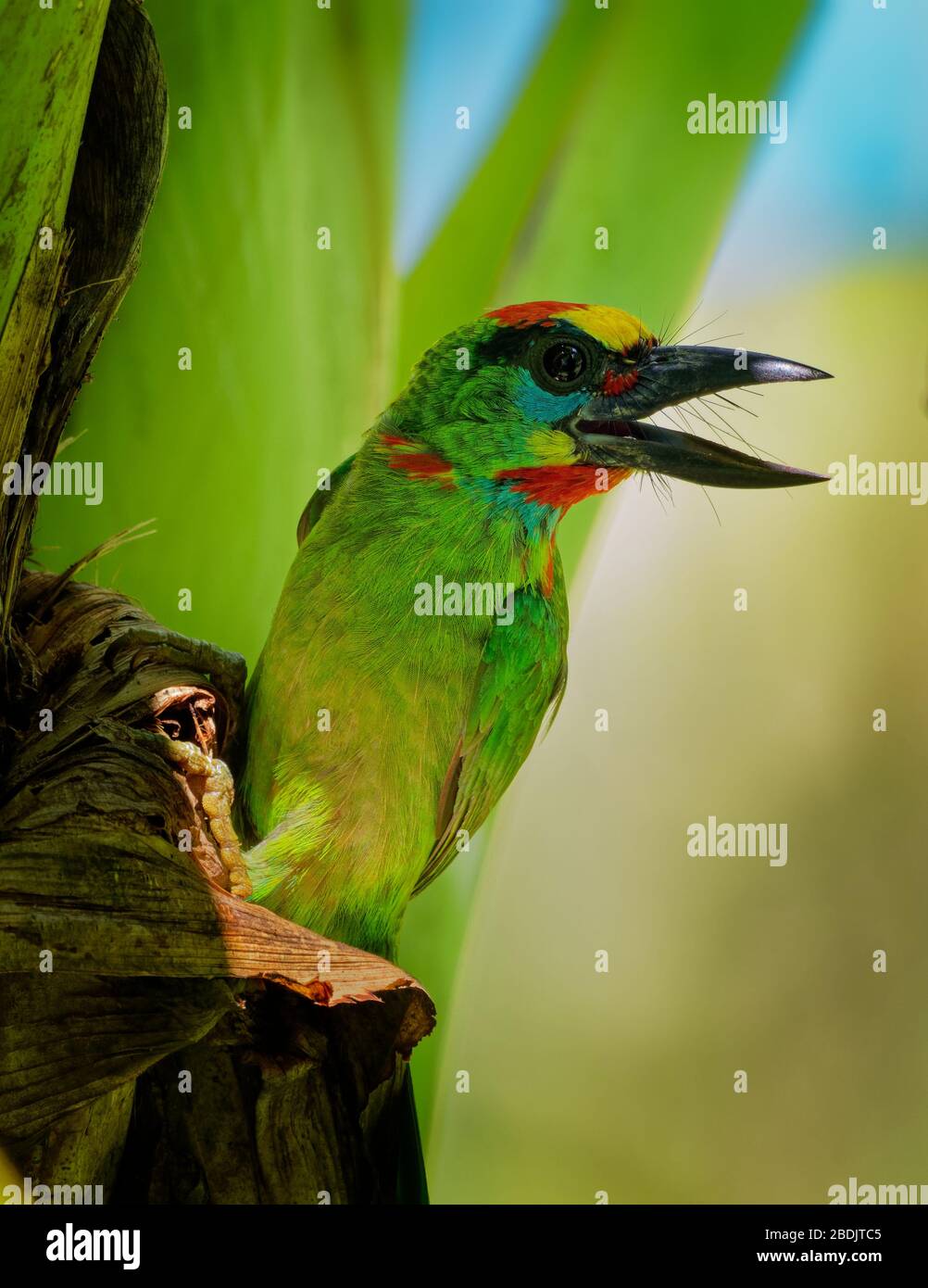 Psilopogon (Megalaima) mystacophanos - oiseau Barbet à gorge rouge à Megalamidae, trouvé au Brunei, en Indonésie, en Malaisie, au Myanmar, à Singapour et au Thailan Banque D'Images