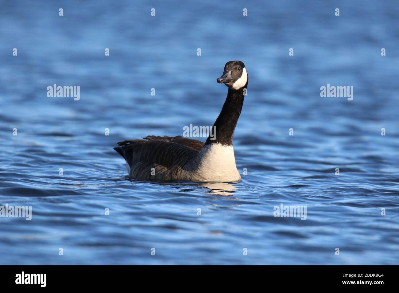 Une oie du Canada Branta canadensis nageant sur un lac bleu en hiver Banque D'Images