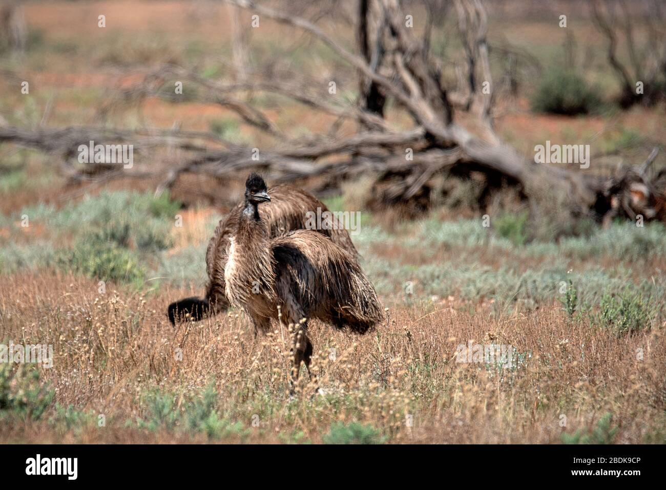 Emus ob le regard. Pris près de Hay, dans l'arrière-pays de Nouvelle-Galles du Sud, Australie Banque D'Images
