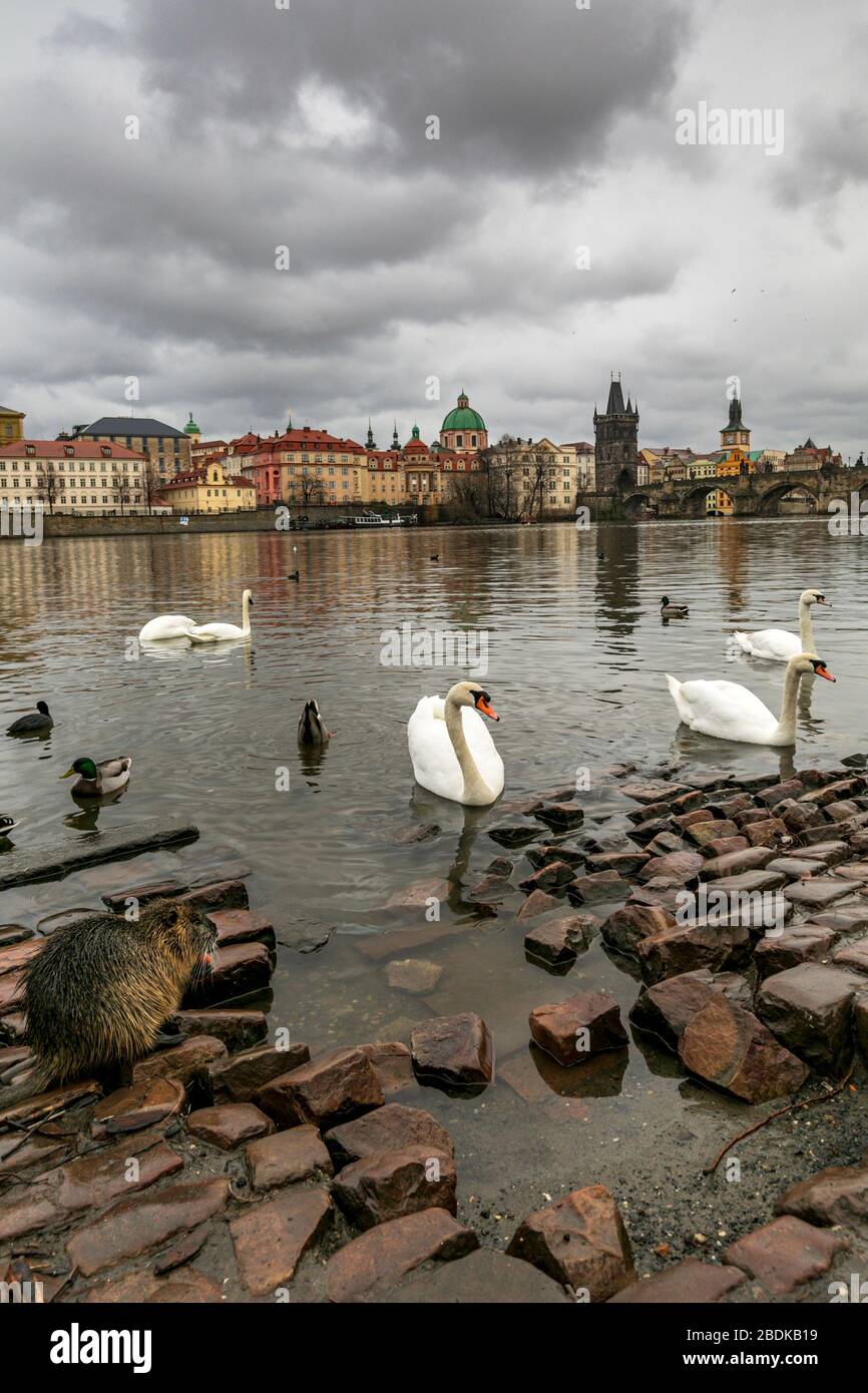 Un Coypu, (ou rat de rivière, nutria.) sur les rives de la Vltava près du pont Charles à Prague, République tchèque Banque D'Images