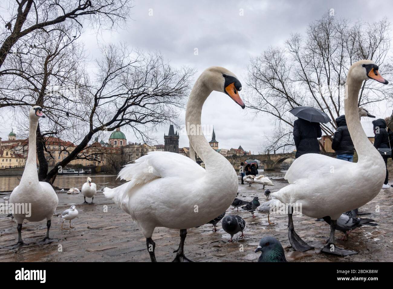 Un groupe de cygnes sur les rives de la Vltava près du pont Charles à Prague, en République tchèque Banque D'Images