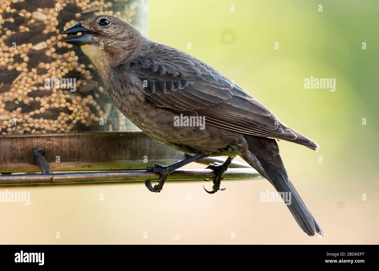 Lady bird Banque D'Images