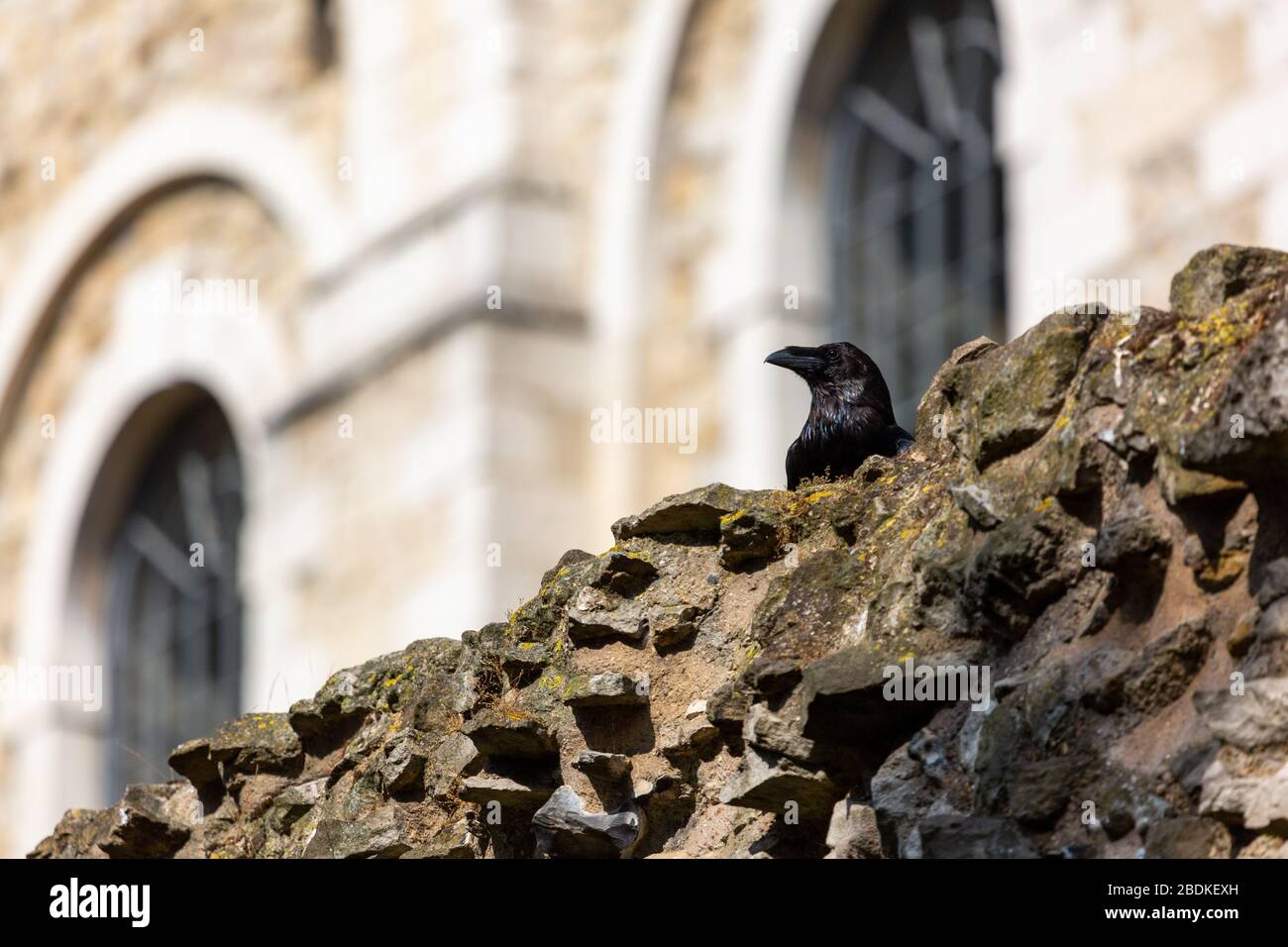 L'un des six corbeaux captifs de la Tour de Londres, les griffes et les houblon le long du sommet d'un mur de pierre. On dit que si les Ravens partent, le pays échoue. Banque D'Images