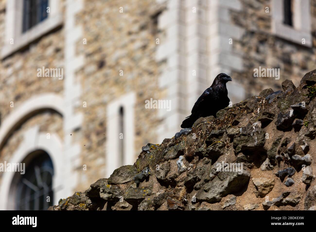 L'un des six corbeaux captifs de la Tour de Londres, les griffes et les houblon le long du sommet d'un mur de pierre. On dit que si les Ravens partent, le pays échoue. Banque D'Images