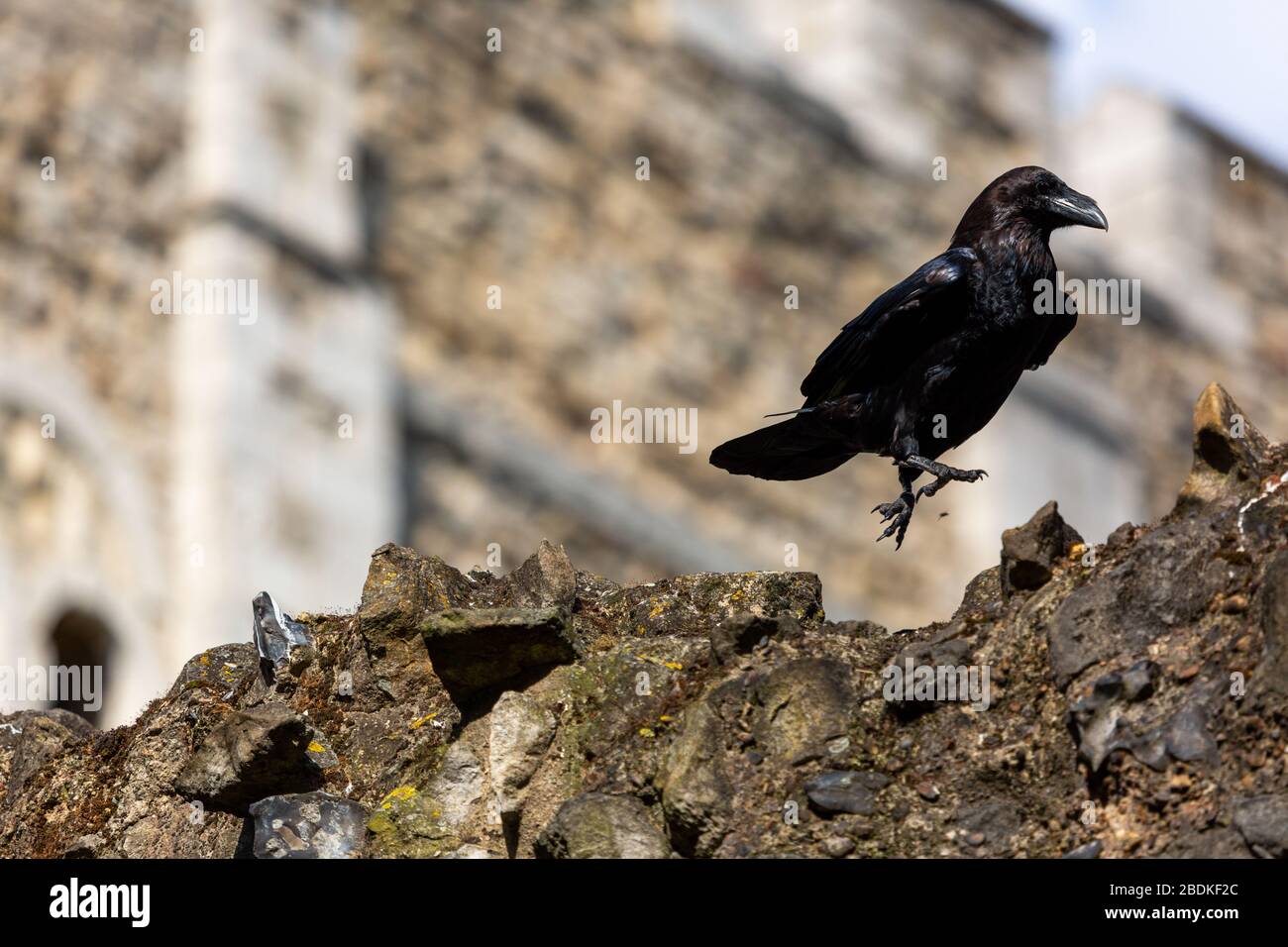L'un des six corbeaux captifs de la Tour de Londres, les griffes et les houblon le long du sommet d'un mur de pierre. On dit que si les Ravens partent, le pays échoue. Banque D'Images
