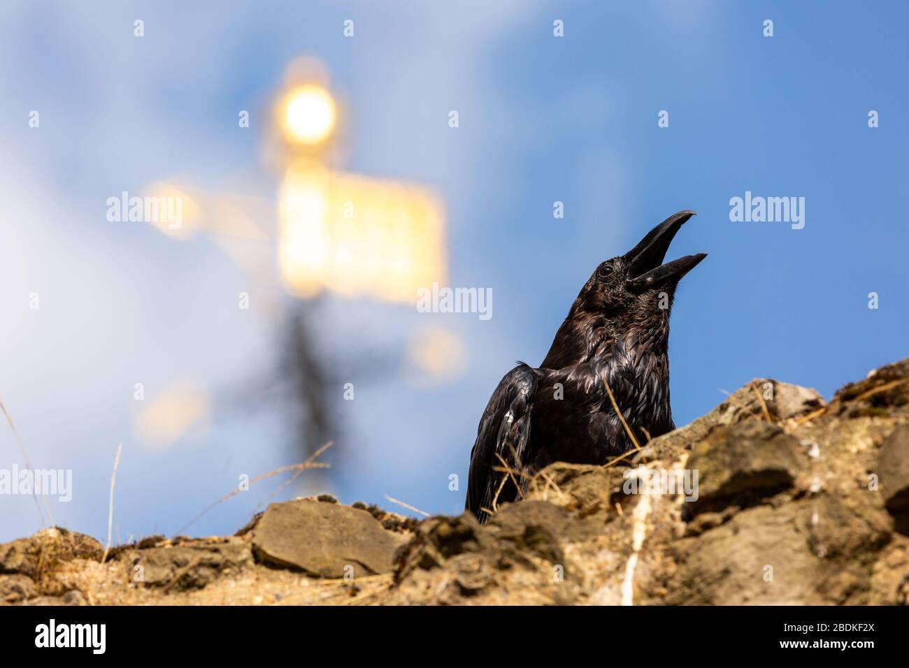 L'un des six corbeaux captifs de la Tour de Londres, les griffes et les houblon le long du sommet d'un mur de pierre. On dit que si les Ravens partent, le pays échoue. Banque D'Images