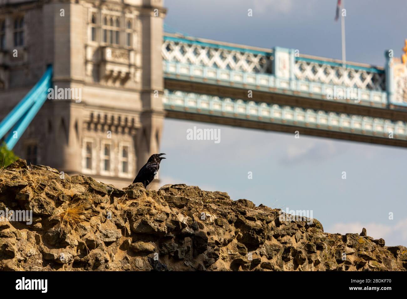 L'un des six corbeaux captifs de la Tour de Londres, les griffes et les houblon le long du sommet d'un mur de pierre. On dit que si les Ravens partent, le pays échoue. Banque D'Images