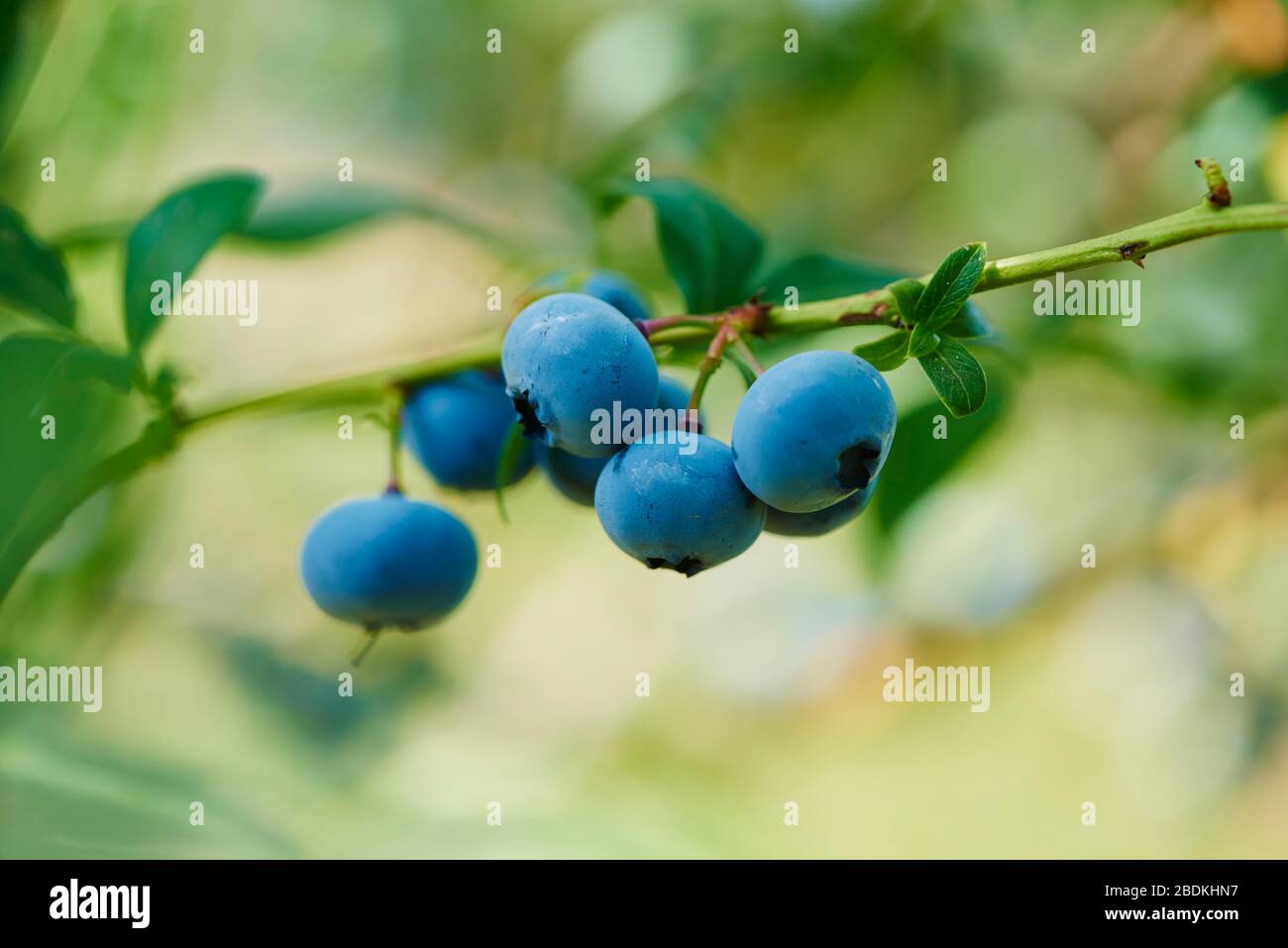 Bleuets mûrs du nord (Vaccinium corymbosum), Allemagne Banque D'Images