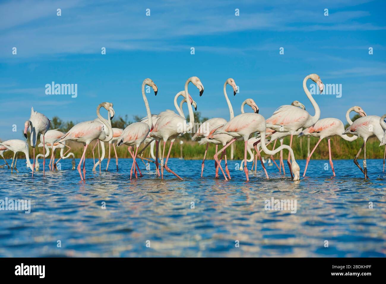 Grand Flamingos (Phoenicopterus roseus), troupeau d'oiseaux qui s'assourdisent dans l'eau, Parc naturel Régional de Camargue, France Banque D'Images