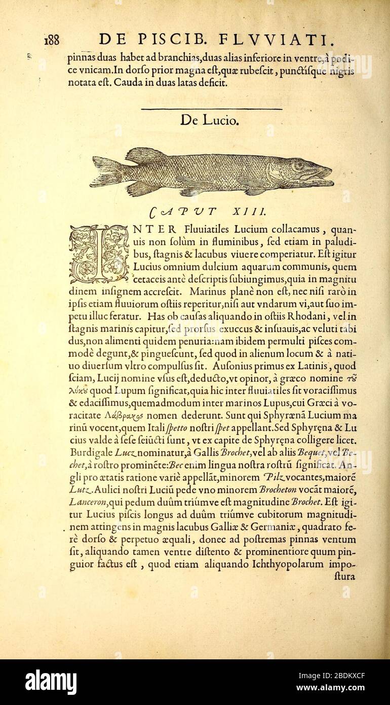 Gvlielmi Rondeletii ... Libri de piscibus marinis (page 188) Banque D'Images