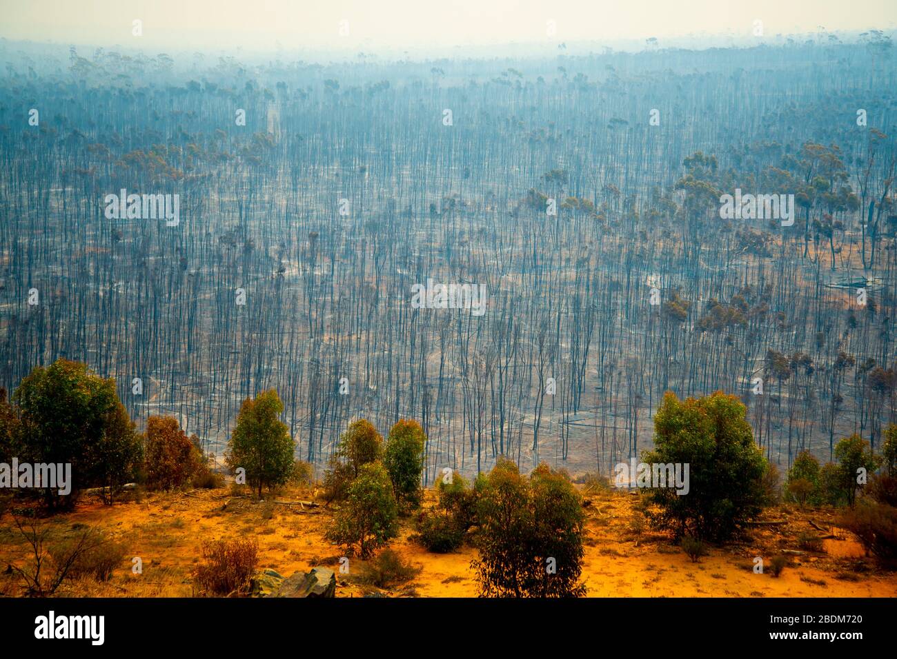 Feu de brousse en Australie dévastation Banque D'Images