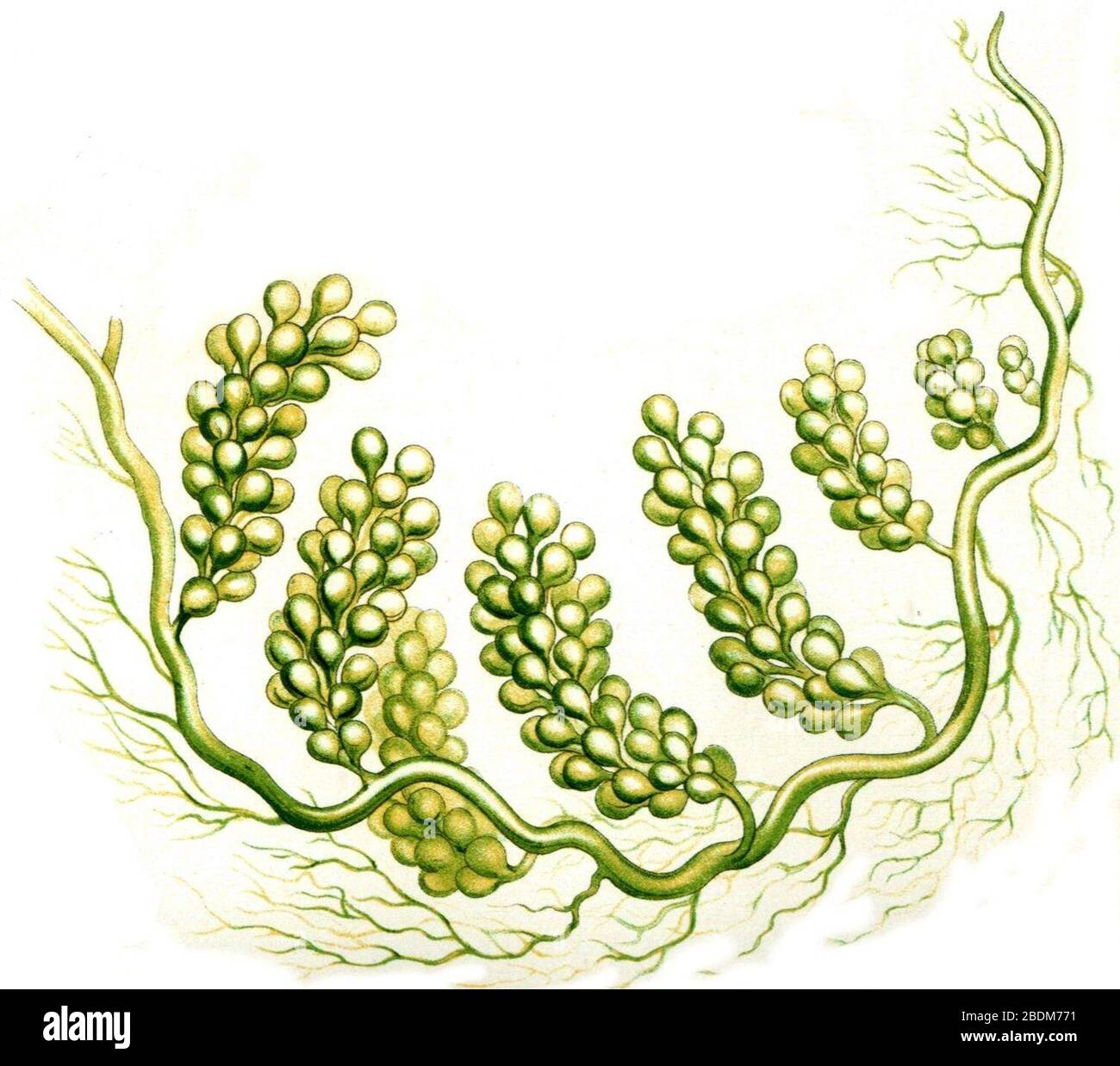 Haeckel Caulerpa racemosa (uvifera). Banque D'Images