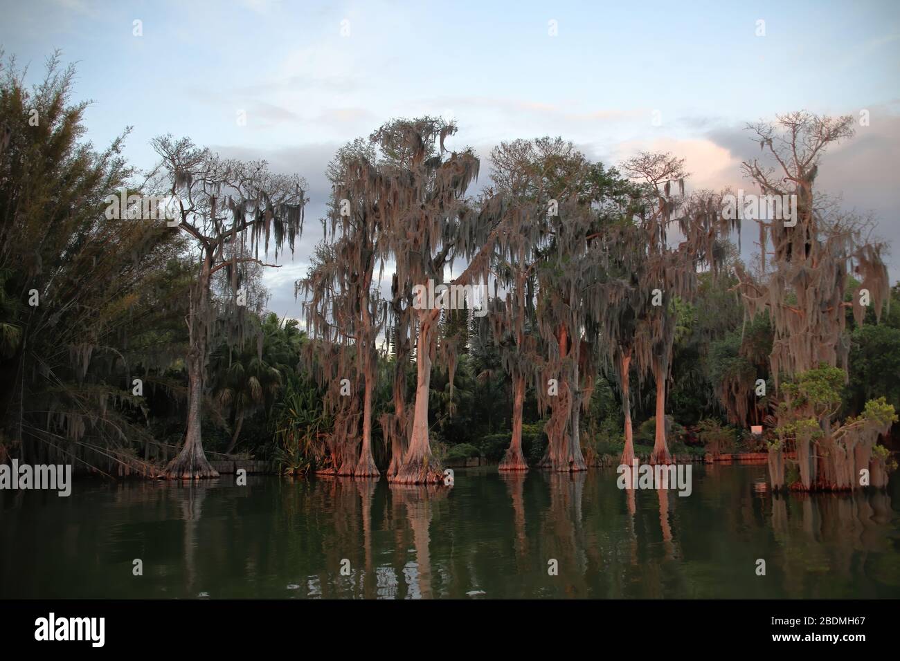 Bald Cypress arbres avec mousse espagnole sur le lac Eloise à Winter Haven, Floride, États-Unis. Reflétant le coucher du soleil. Banque D'Images