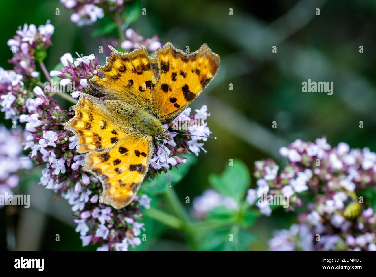 C-Falter (Polygonia c-album) Banque D'Images