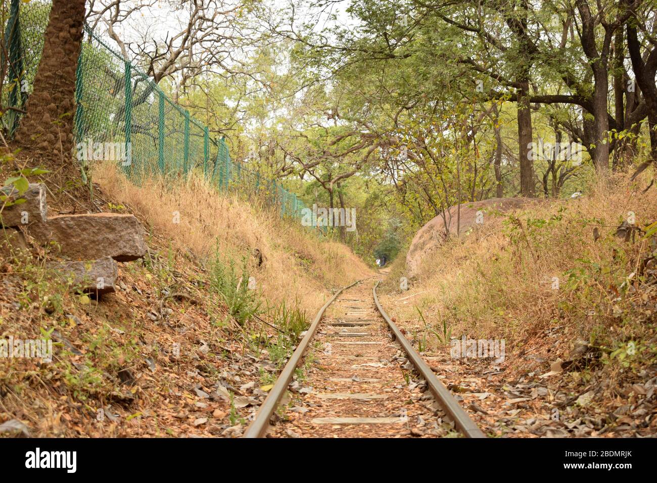 Anciens tracés de train abandonnés dans l'image de photographie de stock forestier Banque D'Images