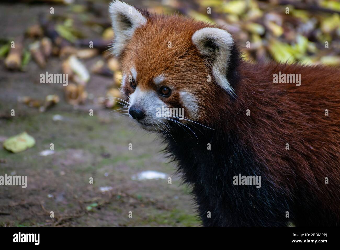 Un Panda rouge en Chine profitant de la vie. Banque D'Images