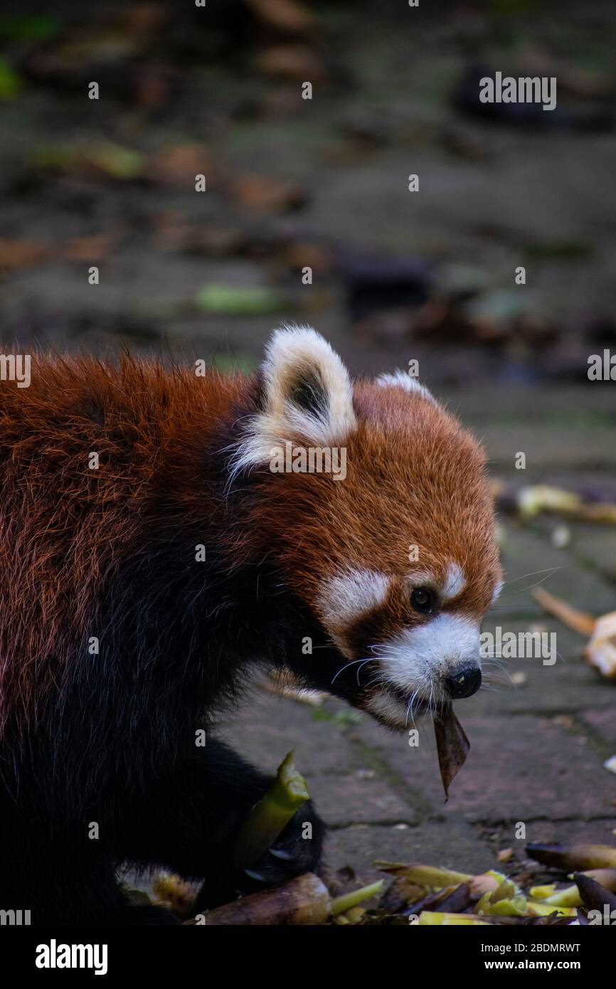 Un Panda rouge en Chine profitant de la vie. Banque D'Images