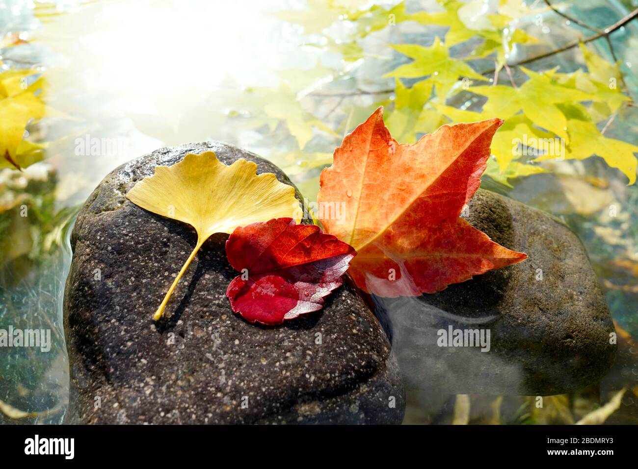 Les feuilles rouges dans l'eau des feuilles d'érable ginkgo biloba Banque D'Images