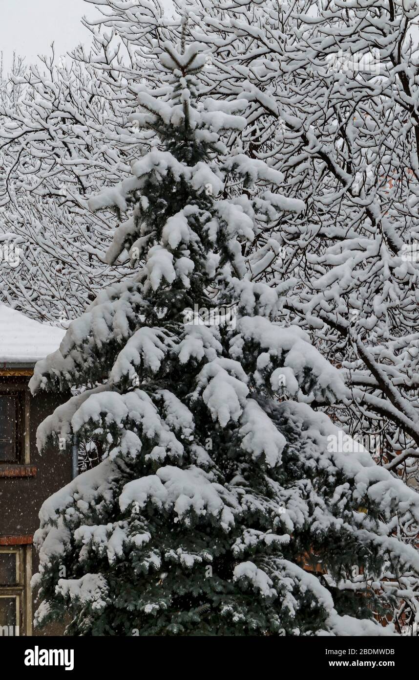 Une chute de neige tardive et lourde sur les branches d'arbres tombés, Sofia, Bulgarie Banque D'Images