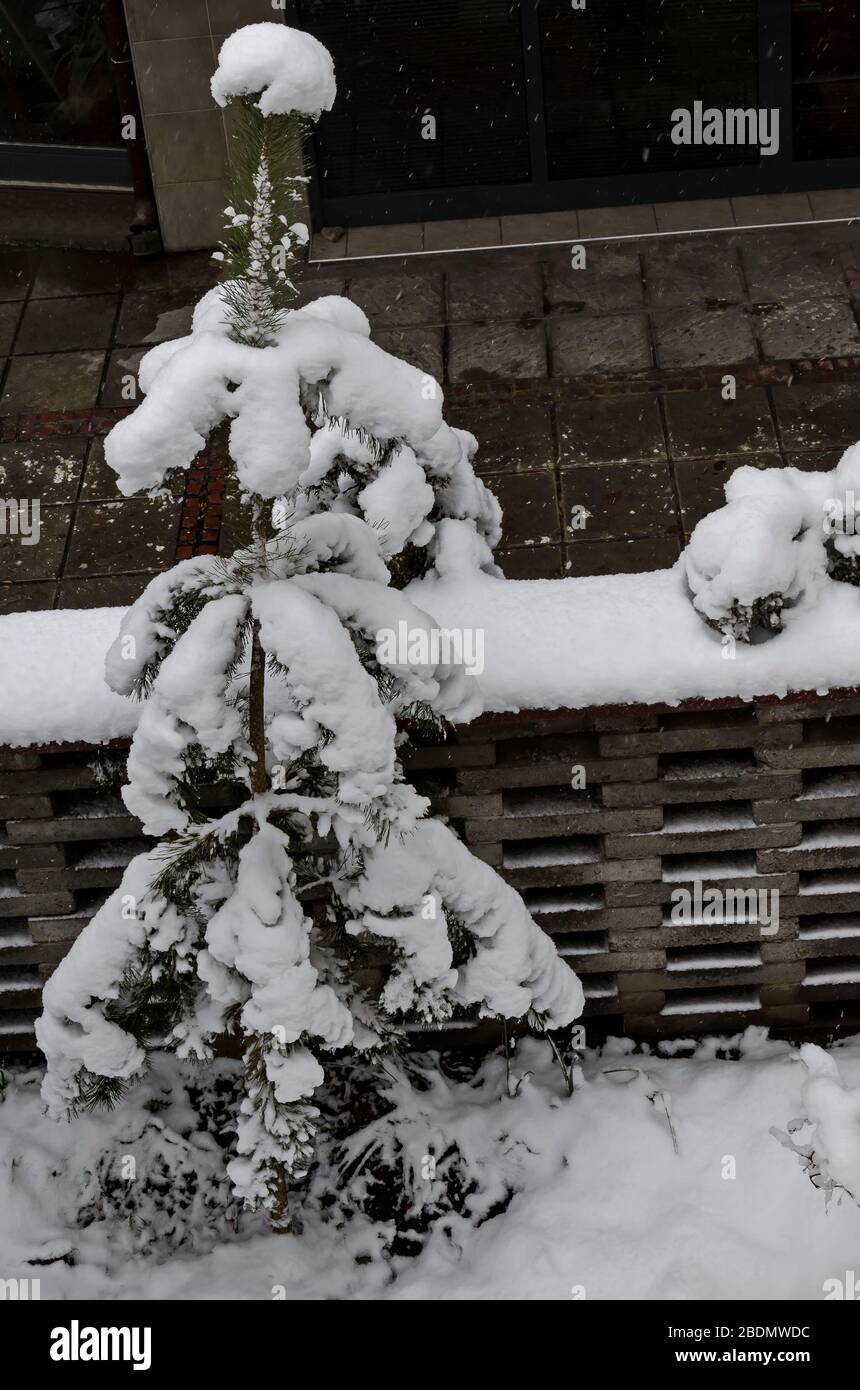 Une chute de neige tardive et lourde sur les branches d'arbres tombés, Sofia, Bulgarie Banque D'Images