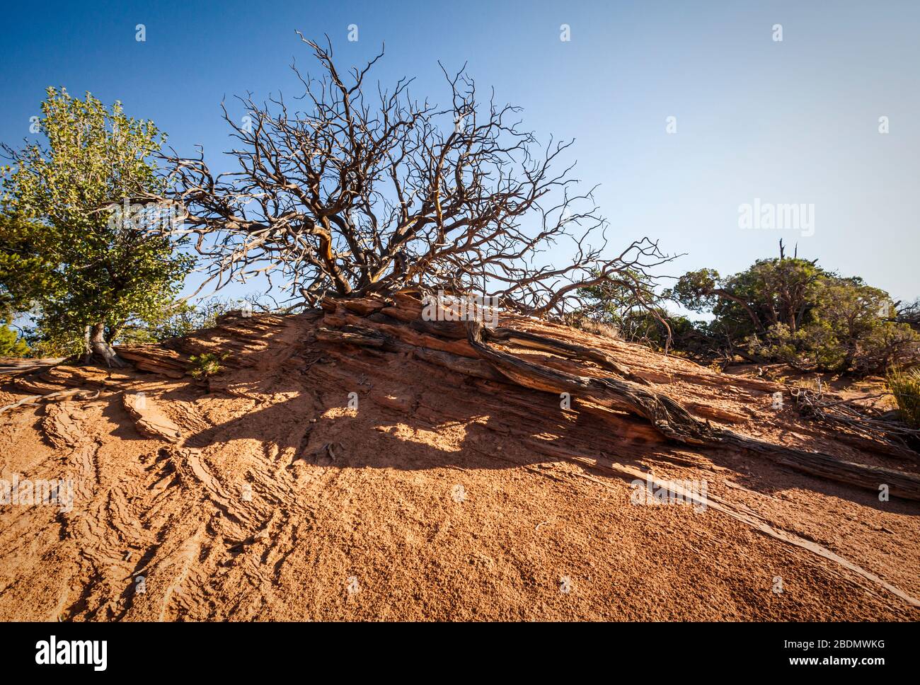 Un vieux arbre de museau sur des roches intéressantes, le parc national de Canyonlands, Utah, États-Unis. Banque D'Images