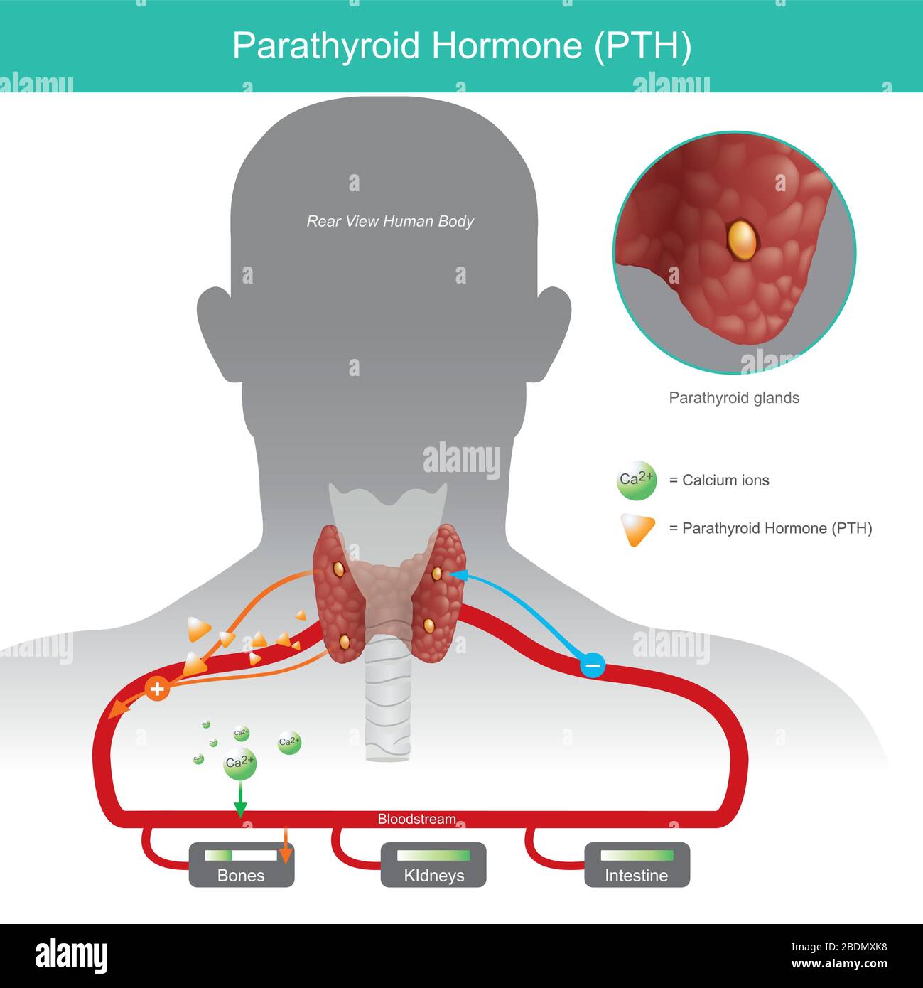 Hormone parathyroïde. Il fonctionne le contrôle des niveaux de calcium dans le flux sanguin en augmentant quand l'hormone parathyroïde (PTH) sont bas niveau. Illustration Illustration de Vecteur