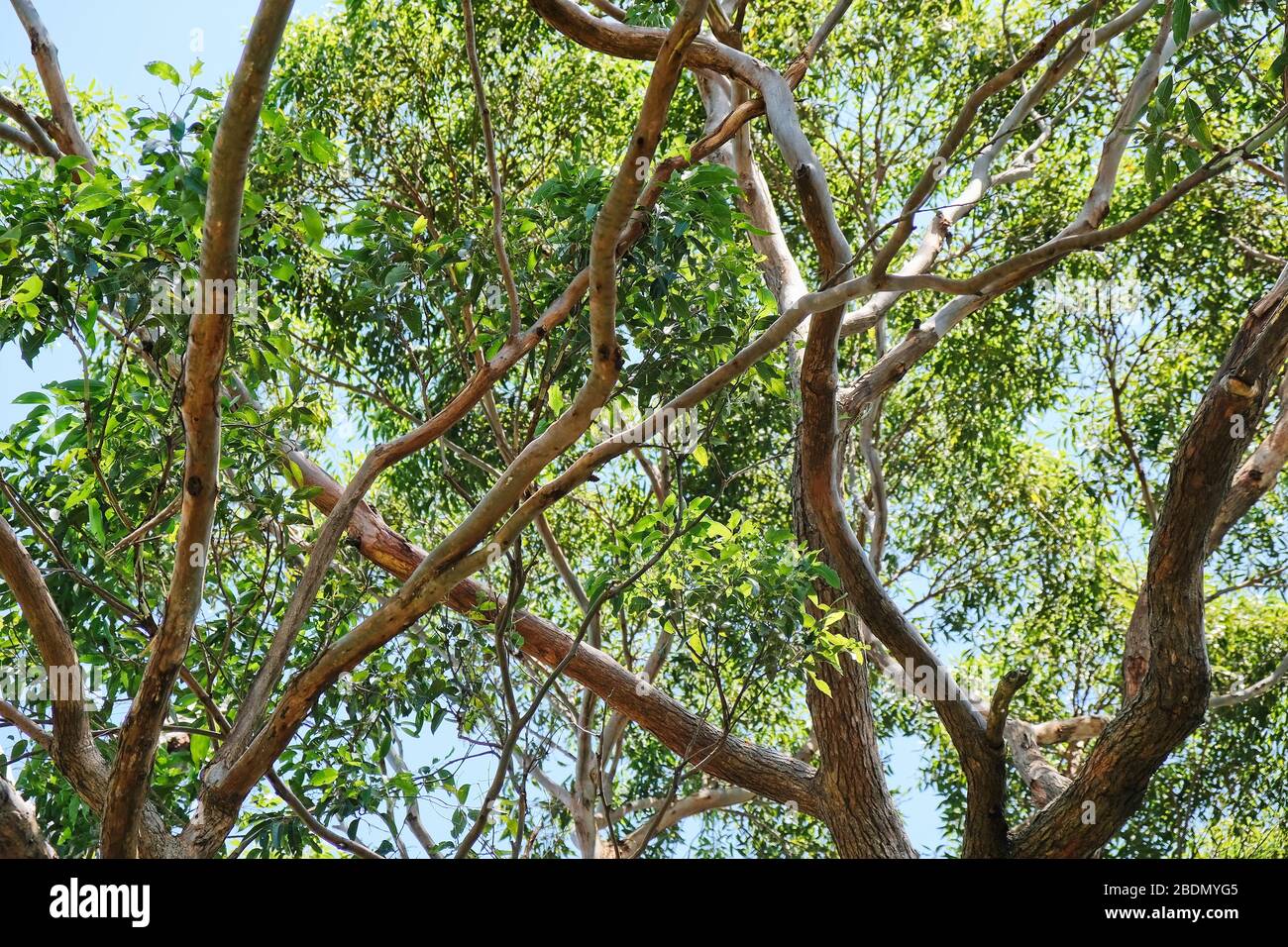 En regardant dans la canopée d'un groupe d'eucalyptus, de branches et de feuilles. Banque D'Images