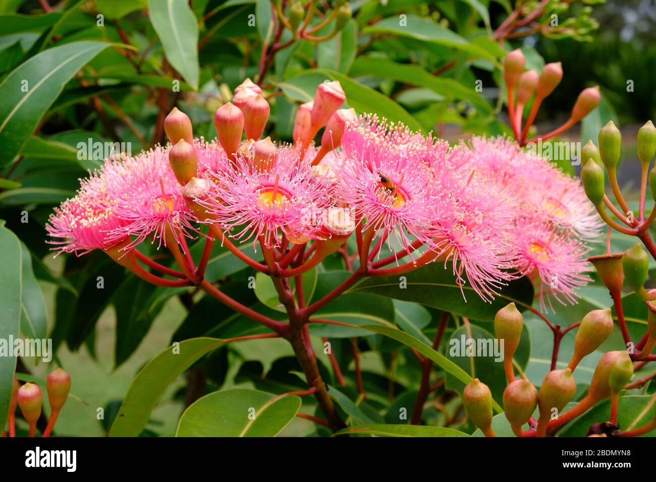 Fleurs corymbia ficifolia rose vif, une plante indigène australienne, entourée de feuilles et de boutons de fleurs non ouverts. Banque D'Images