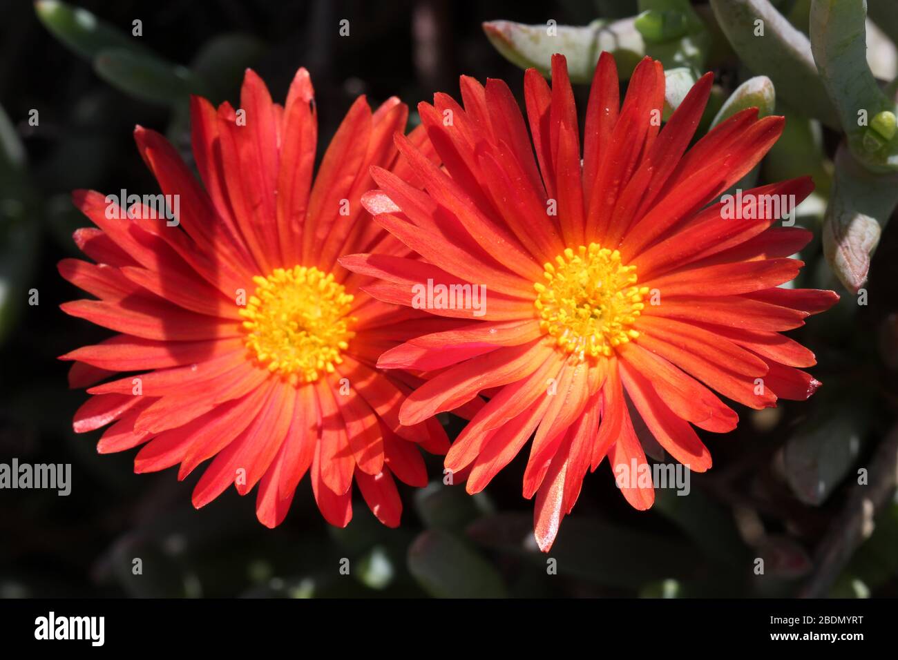 Mittagsblume mesembryanthemum croceum Banque D'Images