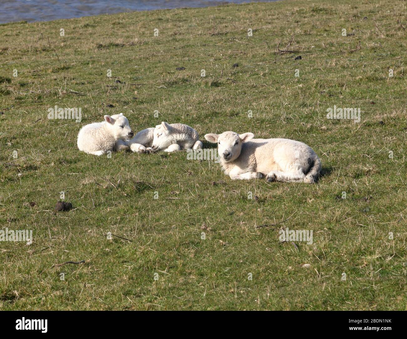 Trois jeunes Lambs juste à la sortie de la grange de la ferme où ils sont nés et profiter d'un peu de soleil dehors dans le champ. Banque D'Images