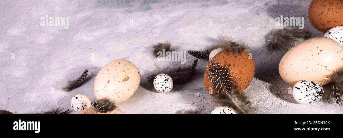 Oeufs de poulet et de caille de Pâques avec plumes sur fond gris grunge. Bannière de l'horisontal. Banque D'Images