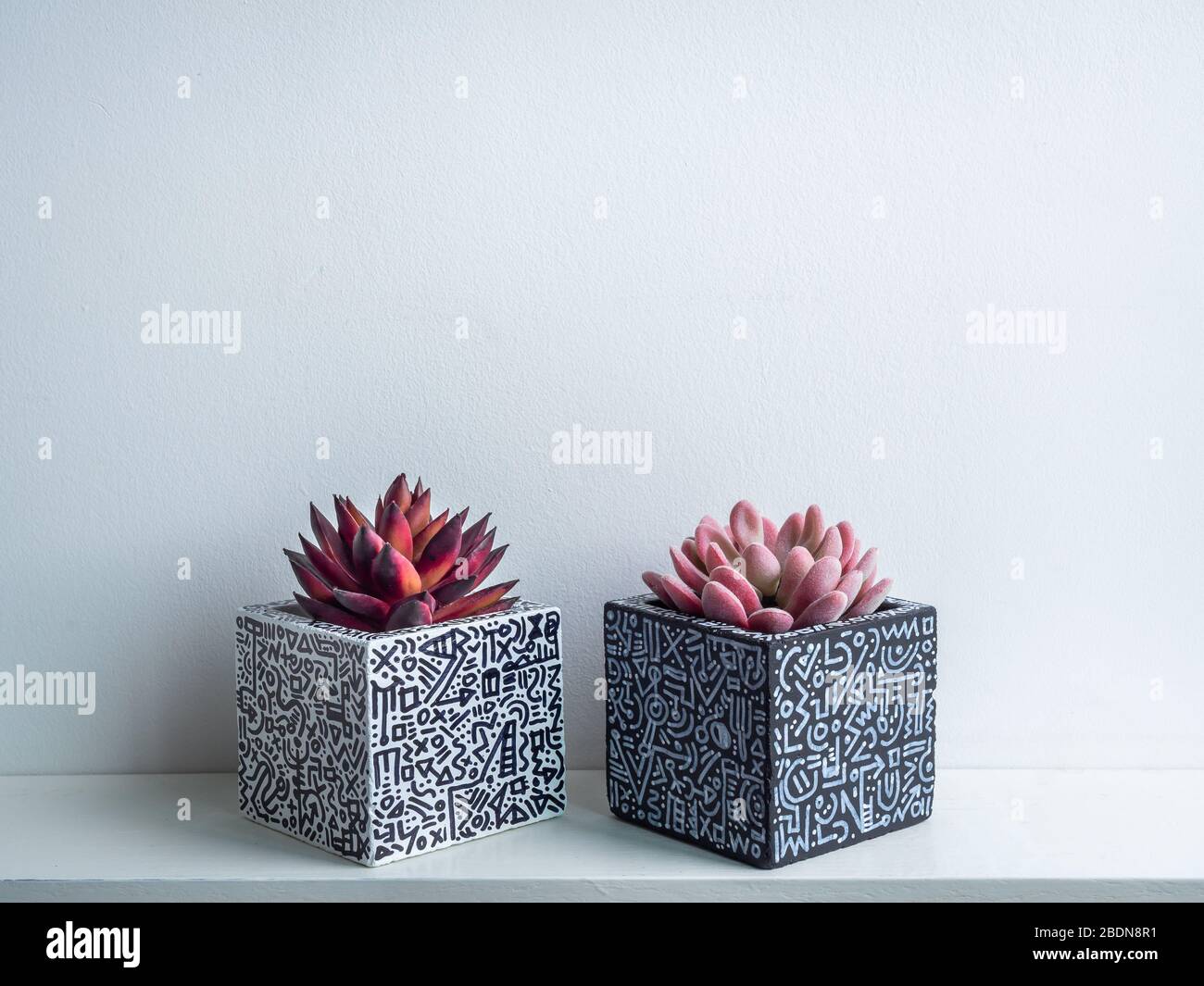 Pot Cactus. Pot en béton. Blanc vide avec des semoirs en béton géométrique à motif graphique moderne avec des plantes succulentes sur une étagère en bois blanc isolée sur Banque D'Images