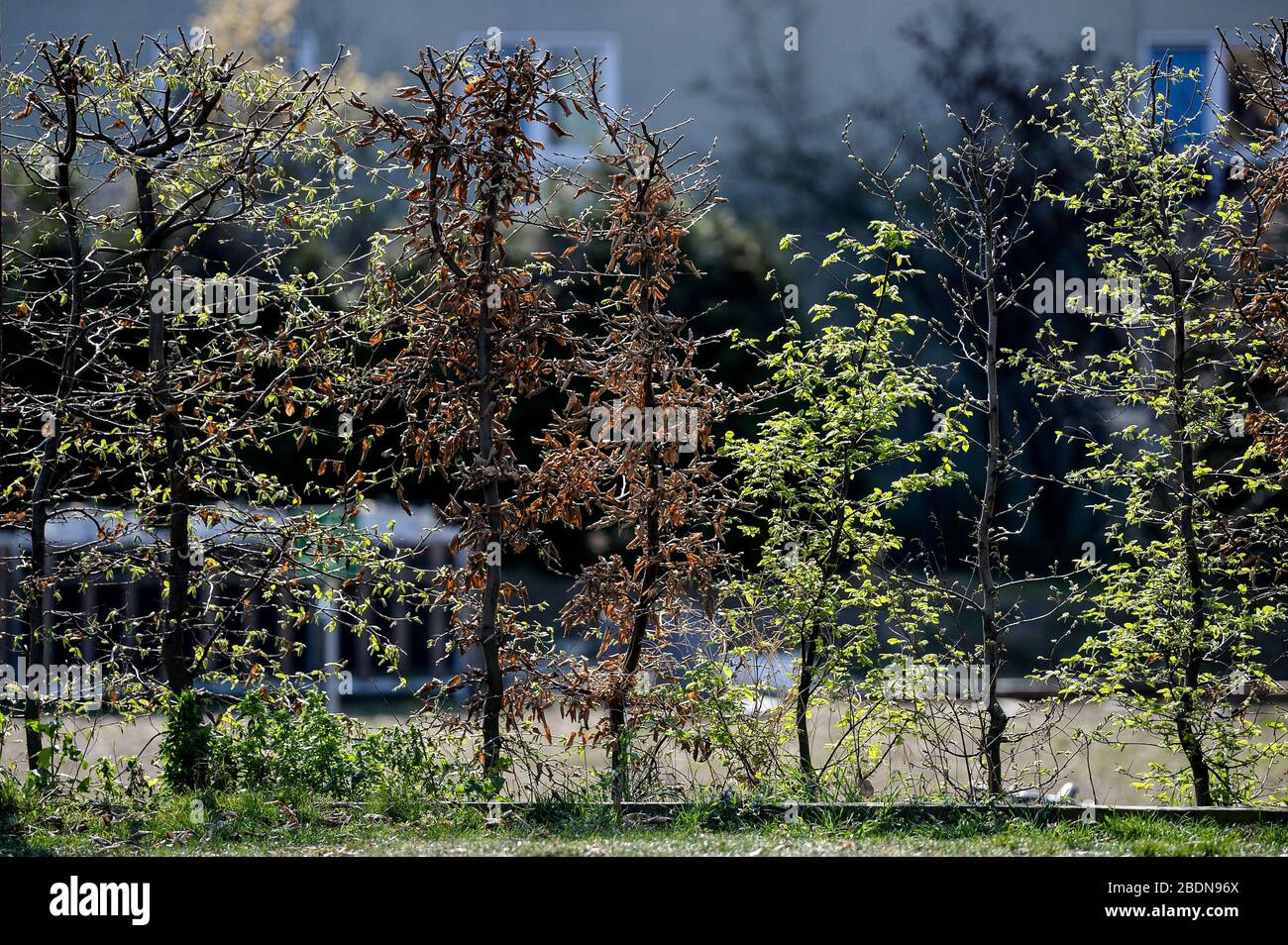 08 avril 2020, Berlin: Les premières pousses avec de nouvelles feuilles peuvent être vues sur une couverture. Bien que certaines usines soient déjà en train de sprouter, d'autres ne sont pas encore visibles. Photo: Jens Kalaene/dpa-Zentralbild/ZB Banque D'Images