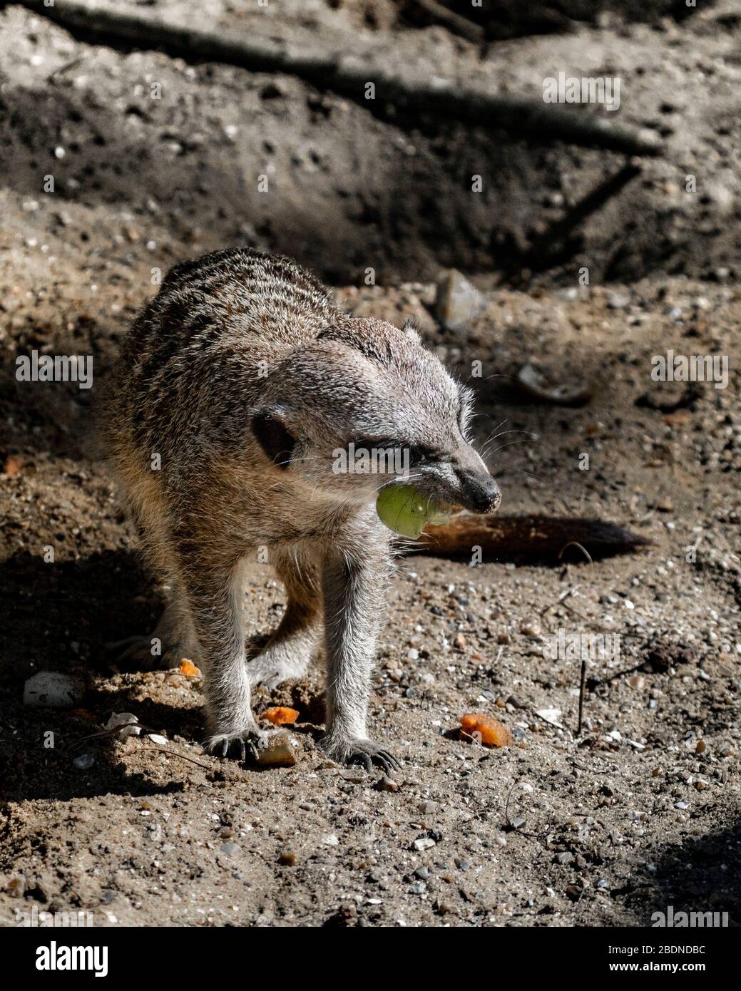 Meerkat manger Banque D'Images
