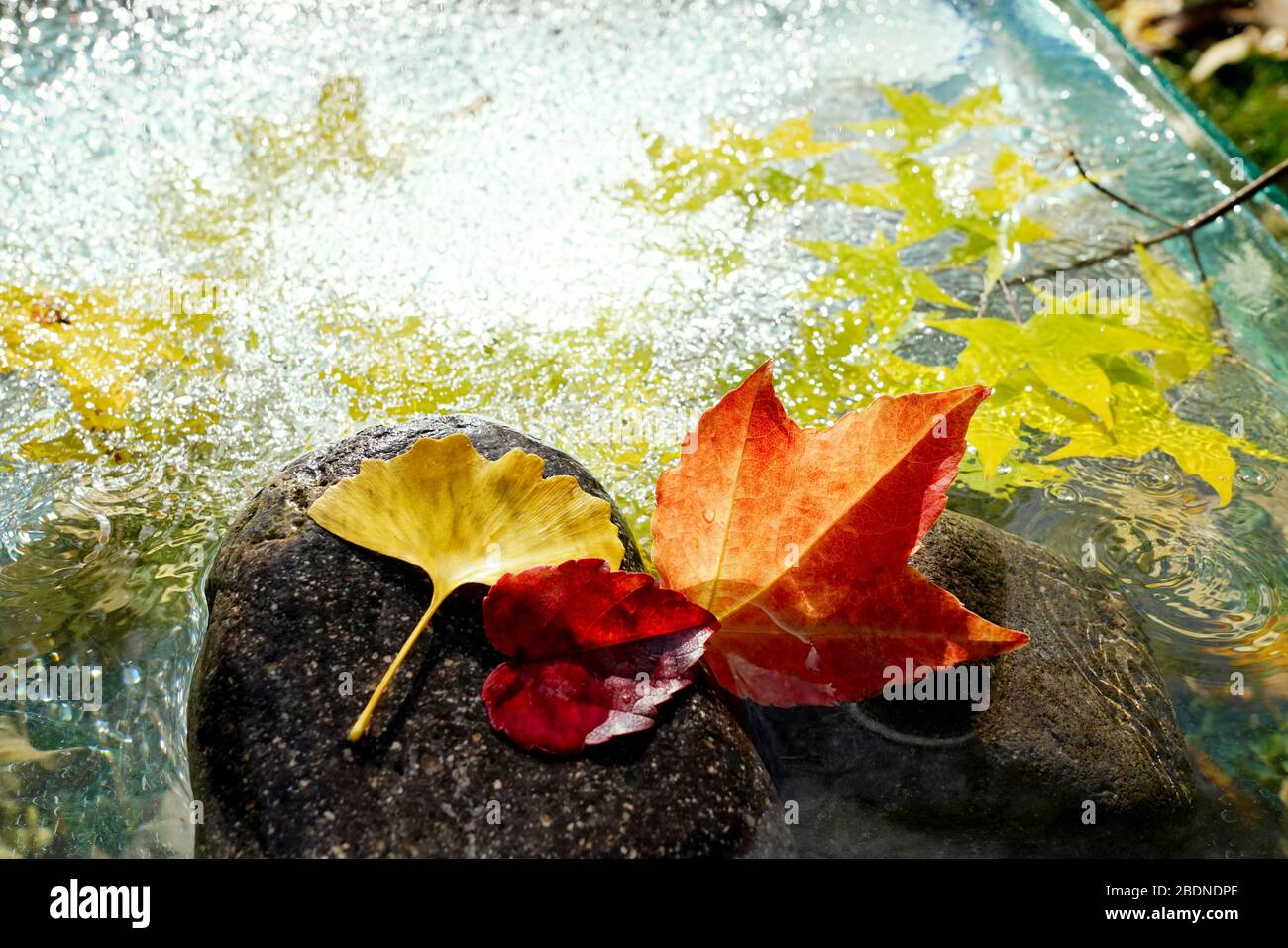 Les feuilles rouges dans l'eau des feuilles d'érable ginkgo biloba Banque D'Images