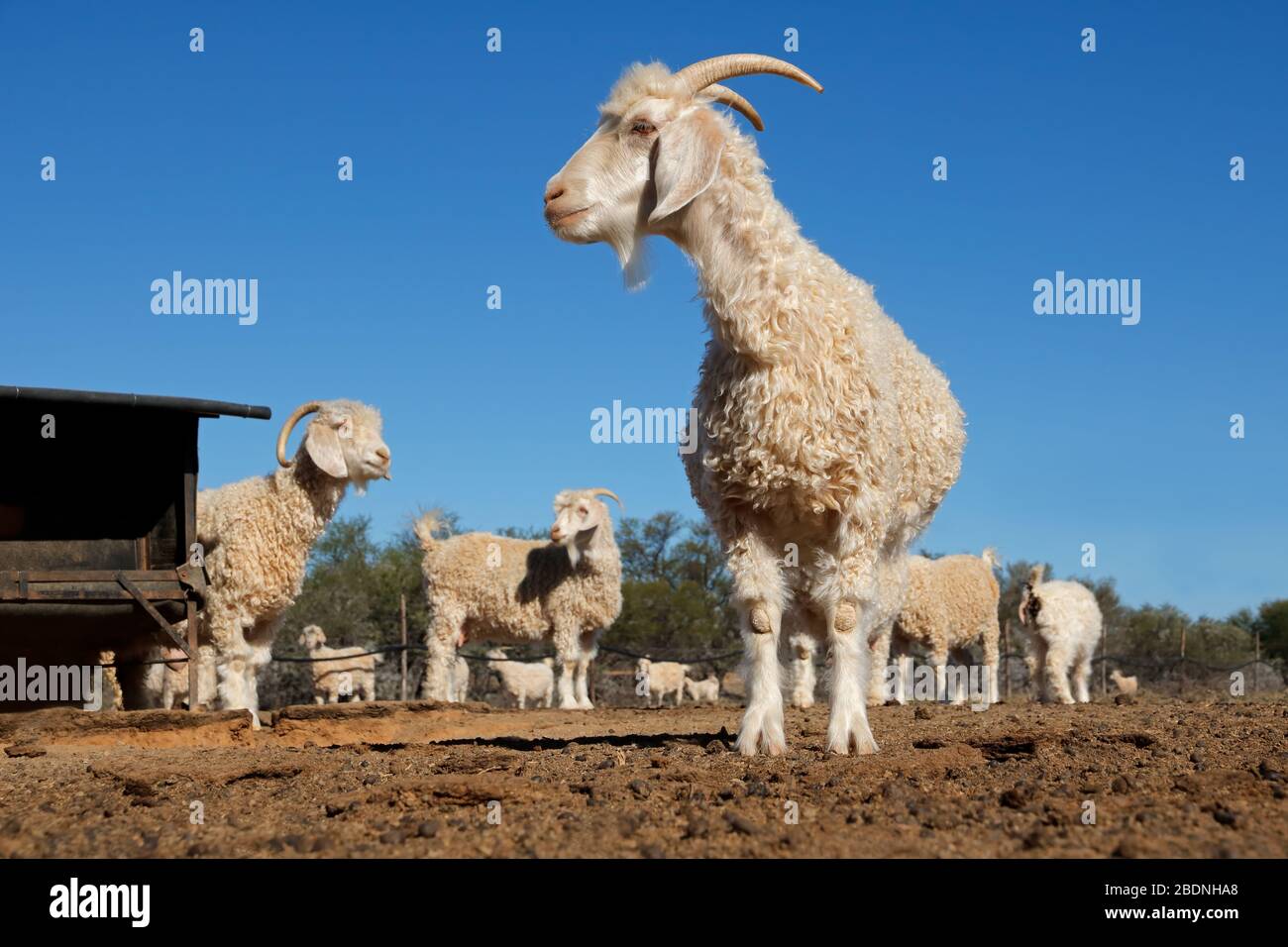 Les chèvres angora dans un enclos sur une ferme rurale sud-africaine Banque D'Images