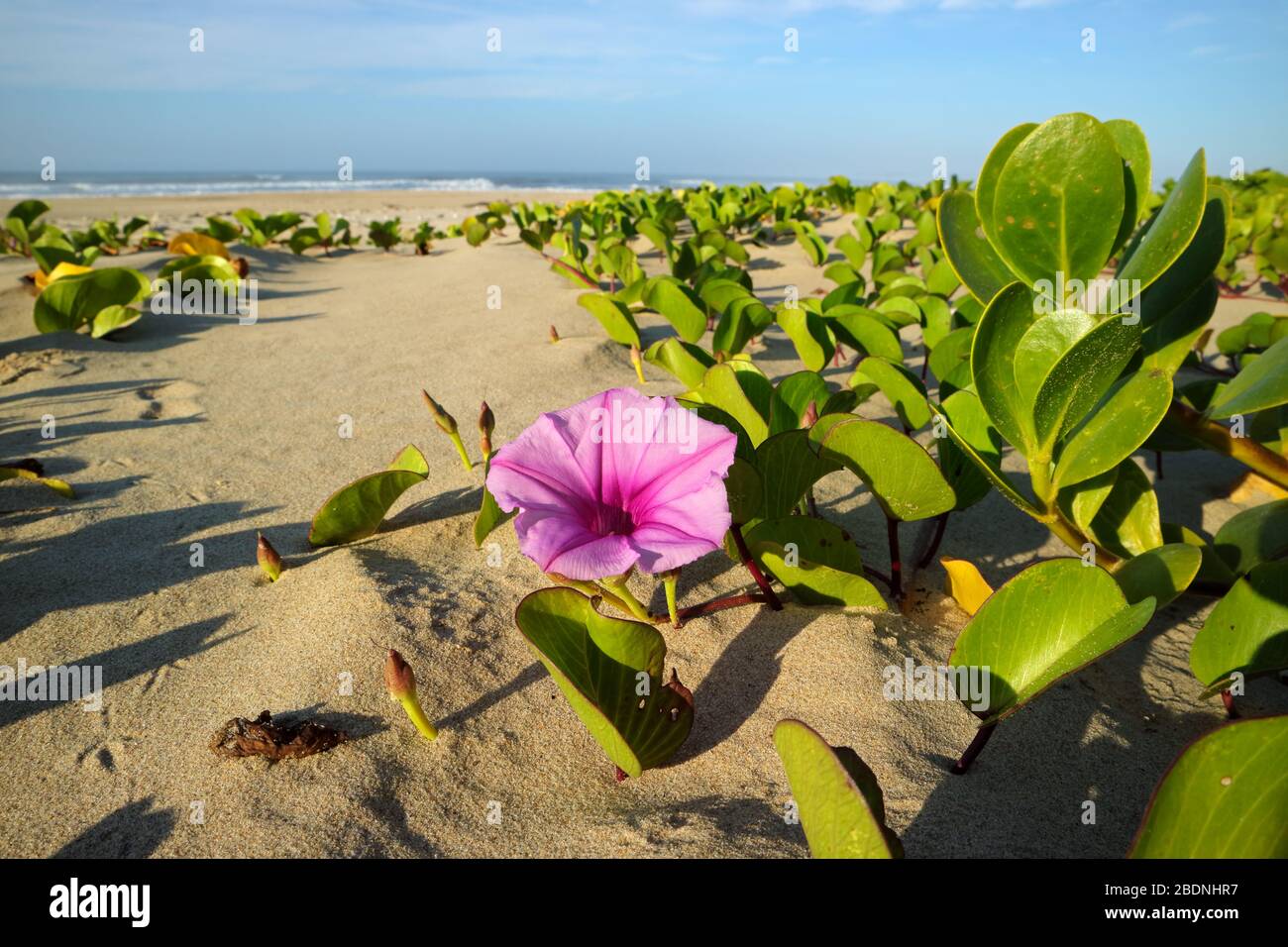 Beach morning glory (Ipomoea pes-caprae) avec des fleurs colorées, Afrique du Sud Banque D'Images